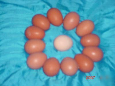 Welsummer fertile incubator hatching eggs - rare