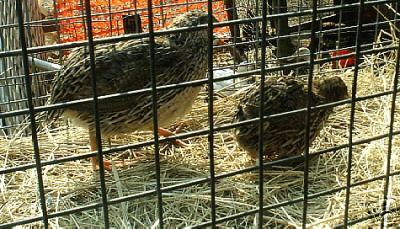 50 xld jumbo quail hatching eggs...monster quail 