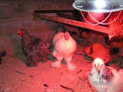 6+ fertile chicken hatching eggs - mixed fancy breeds