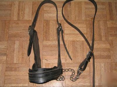 Steer show halter