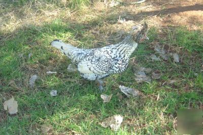 3+mixed breed farm hatching chicken eggs