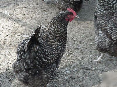 12+ cuckoo maran eggs for hatching ~ free shipping 