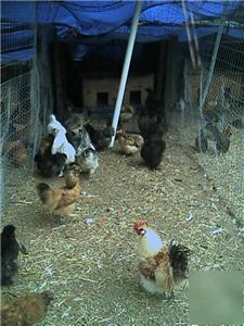 Silkie,serama,btb,duck,frizzle hatching eggs 48 plus 