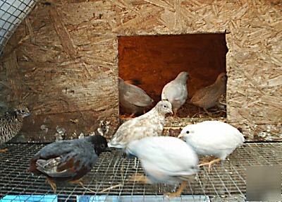 30 button quail hatching eggs...nice variety of colors 