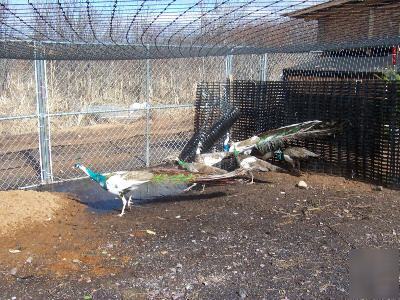 12 blue pied peacock eggs 