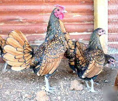 3+ golden sebright bantam hatching eggs