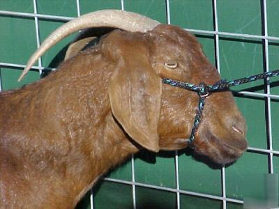 Show halter with swivel eyes, pictured on boer goat