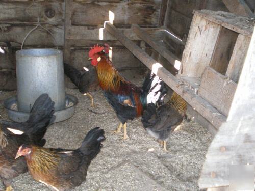 6 brown leghorn chicken hatching eggs