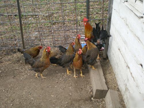 6 brown leghorn chicken hatching eggs