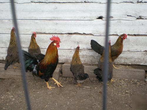 6 brown leghorn chicken hatching eggs