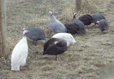 Barnyard special - (24) turkey, duck & guinea eggs