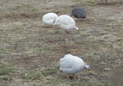 Barnyard special - (24) turkey, duck & guinea eggs