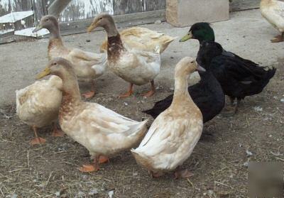 Barnyard special - (24) turkey, duck & guinea eggs