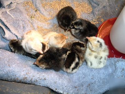 12 standard rumpless araucana hatching eggs 