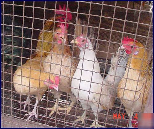 30 fresh hatching (a size parents)serama eggs