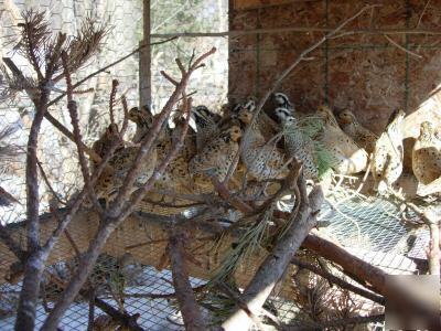 12MEXICAN speckled bobwhite quail eggs 