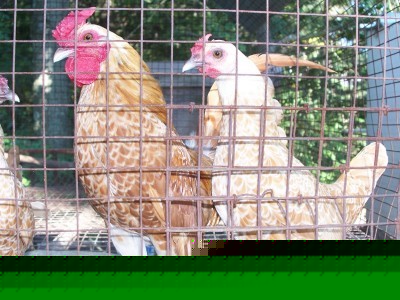 Buff laced sebrights- 6+ hatching eggs- extremely rare