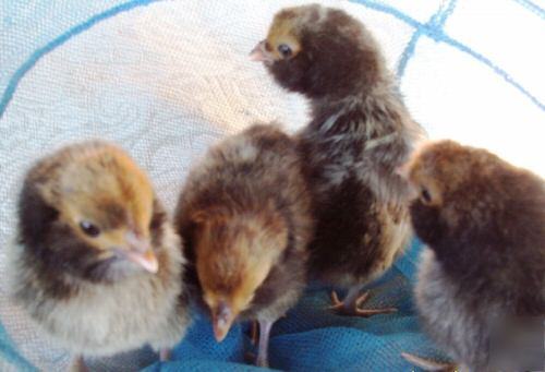  12+ cream branbanter rare hatching eggs for incubator 