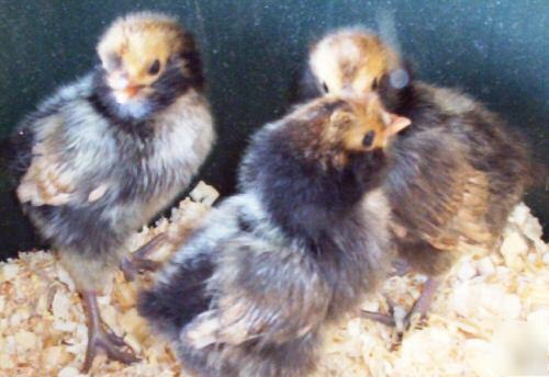  12+ cream branbanter rare hatching eggs for incubator 