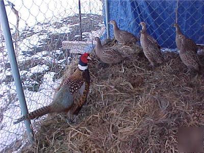 12 plus extra's ringneck, black/green pheasant eggs