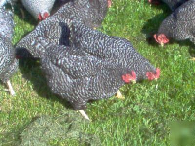 12 barred rock fertile hatching eggs