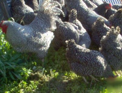 12 barred rock fertile hatching eggs