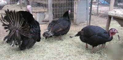 7 rare heritage turkey hatching eggs black spanish