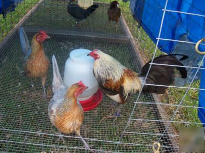 12+ assorted american game bantam hatching eggs