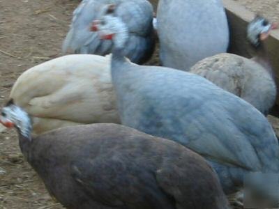 36+ guinea hatching eggs- coral blue,royal purple,&more