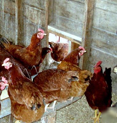 12+ rhode island red fertile eggs /incubator 