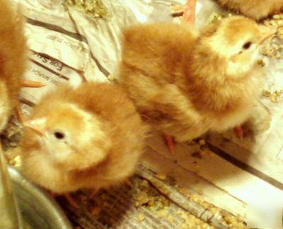 12+ rhode island red fertile eggs /incubator 