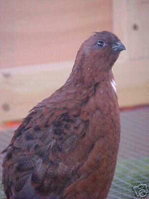 20+ tennessee red bobwhite quail hatching eggs 