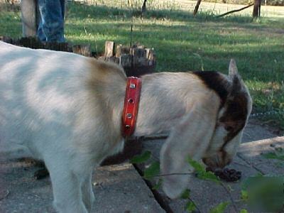 New leather boer goat collar with bling lime ostrich