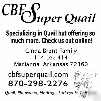Hatching eggs cbf super quail $3 coupon