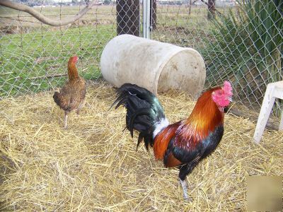 6+ gamefowl hatching eggs hatch & cobra