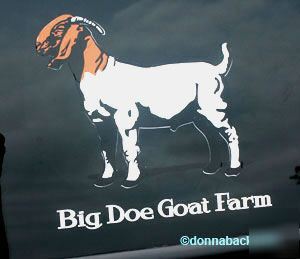 Large boer goat 3 color decal customized