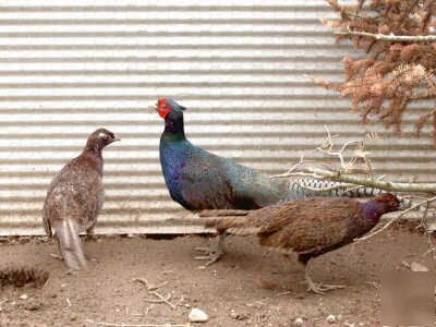 Melanistic ringneck pheasant hatching eggs 12 plus